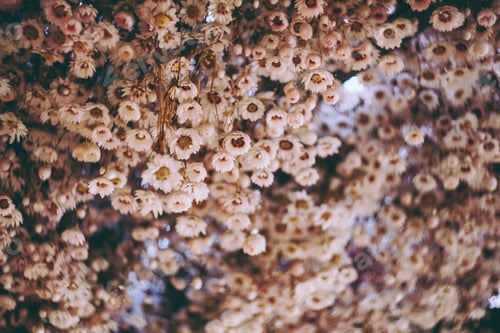 Preview: Dry Chrysanthemum