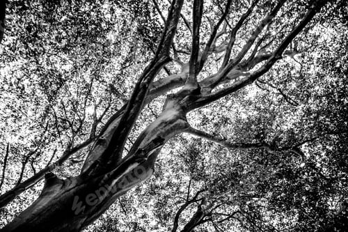 Preview: Black And White Graphical Natural Background Of Trees In Summer