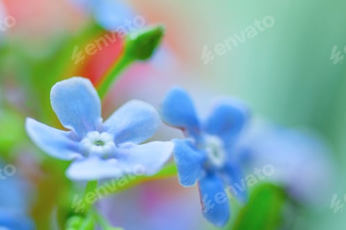 Preview: Macro Of Forget-Me-Not Flower