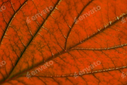 Preview: Red Autumn Leaf With Structure, Macro