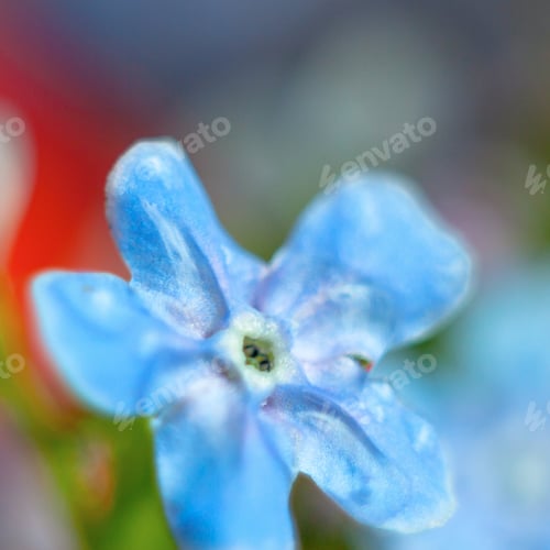 Preview: A Bunch Of Forget Me Nots With Morning Dew Drops