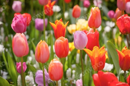 Preview: Colorful Tulips In The Park.