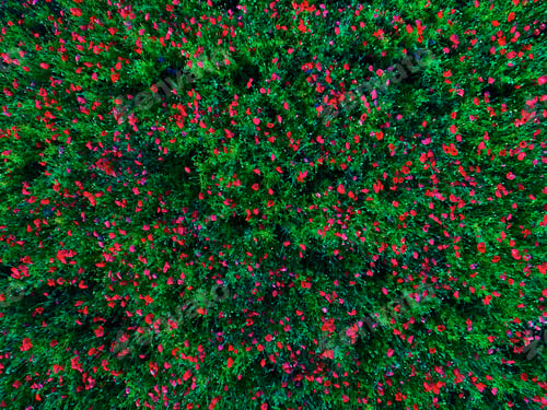 Preview: Large Field Of Red Poppy Flowers In Early Summer