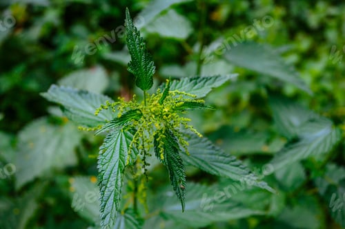 Preview: Fresh Green Nettle In Garden In June, Summer Backgrounds