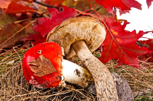 Preview: Toadstool At The Autumn Forest With Green Leafes