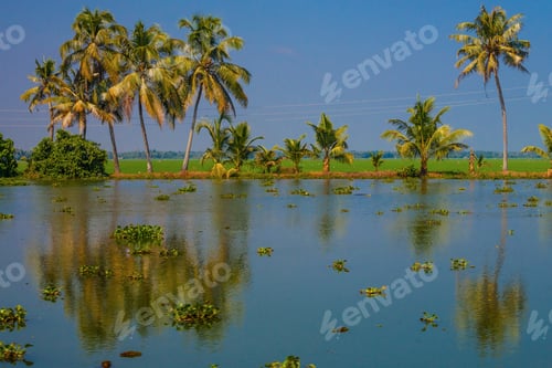Preview: Palm Trees Taken On The Backwaters Of Kerala, India