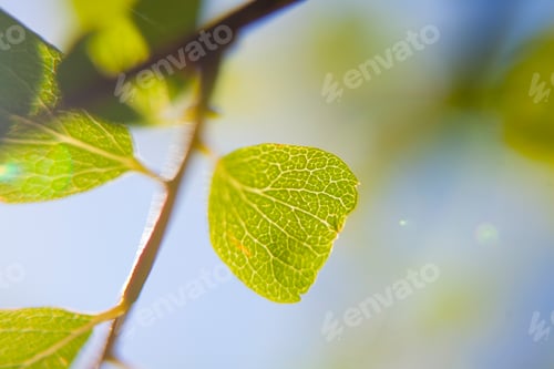 Preview: Fresh Green Leaf In Spring