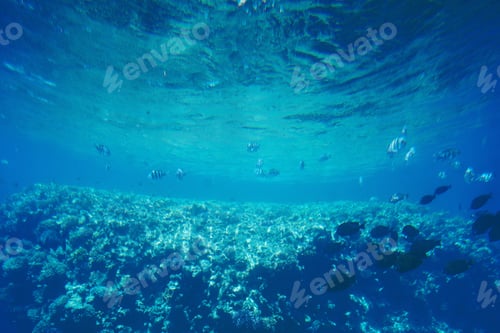 Preview: Underwater Life Of The Red Sea,, - Fishes And Carals, Egypt