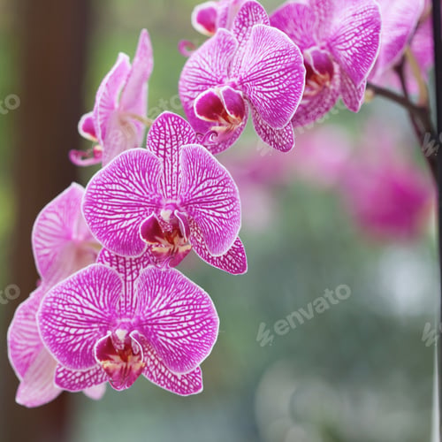 Preview: Beautiful Purple Orchid - Phalaenopsis
