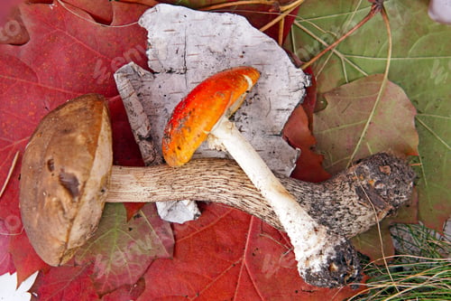 Preview: Autumn Background With Leafes And Mushrooms