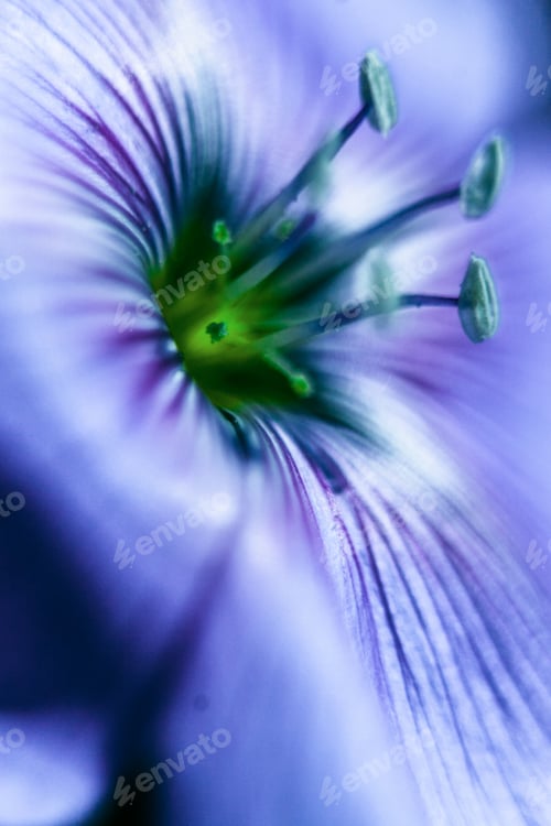 Preview: Close-Up Of Blue Flax Flower. Macro