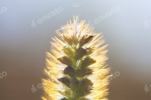 Preview: Wheat In The Sun, Detail
