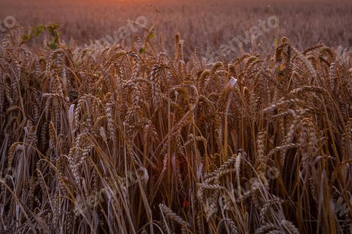 Preview: Sun Over Combine Harvesting Wheat And Filling Trailer In Rural Field