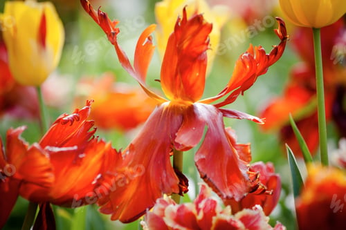 Preview: Red Tulip Flowers On The Garden, Outdoor Park