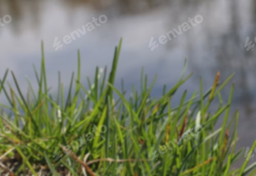 Preview: Background First Green Grass On A Blurred Background Of Water