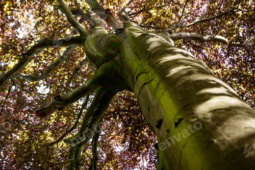 Preview: Green Natural Background Of Trees In Summer