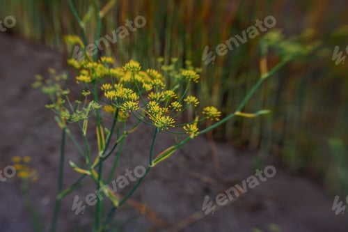 Visualização: Endro no jardim de perto