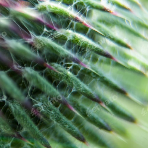 Preview: Closeup Of A Milk Thistle Flower