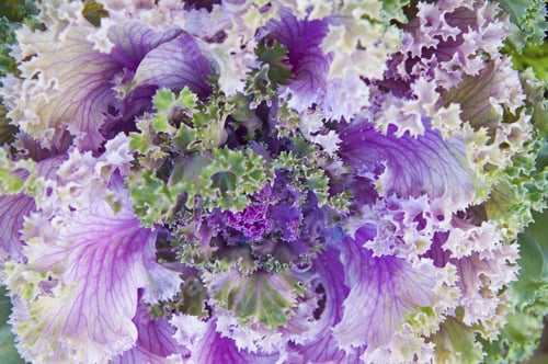 Preview: Purple Decorative Cabbage.