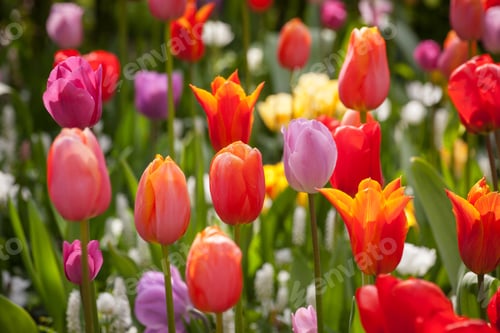 Preview: Colorful Tulips In The Park.