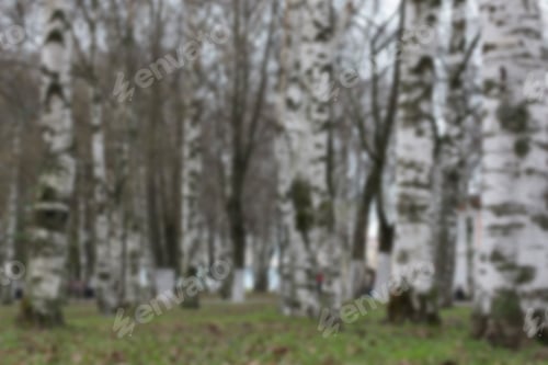 Preview: Blurred Background Spring Tree Park Bench