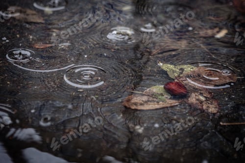 Preview: Autumn Leaf In Puddle