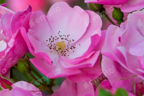Preview: Fresh Hips Rose Flowers Macro Closeup Background