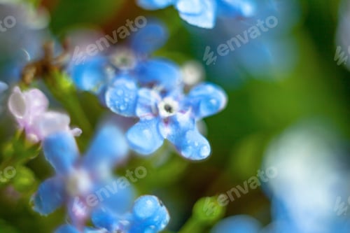 Preview: A Bunch Of Forget Me Nots With Morning Dew Drops