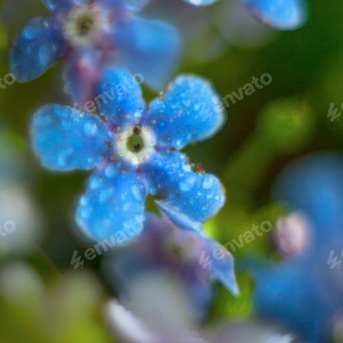 Preview: A Bunch Of Forget Me Nots With Morning Dew Drops