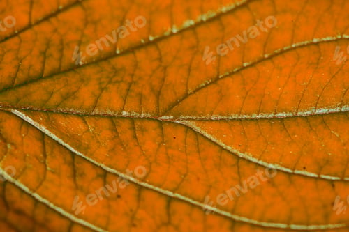 Preview: Red Autumn Leaf With Structure, Macro