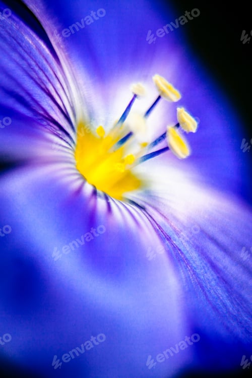 Preview: Close-Up Of Blue Flax Flower. Macro