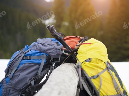Preview: Large Backpacks For Hiking And Walking Sticks Stand Near A Tree.