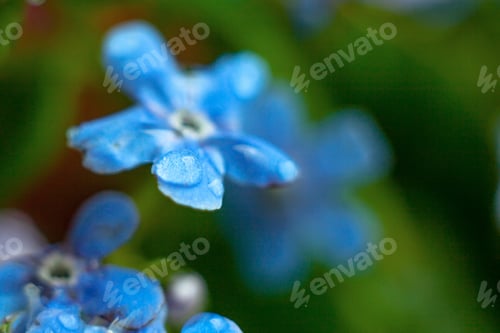 Preview: A Bunch Of Forget Me Nots With Morning Dew Drops