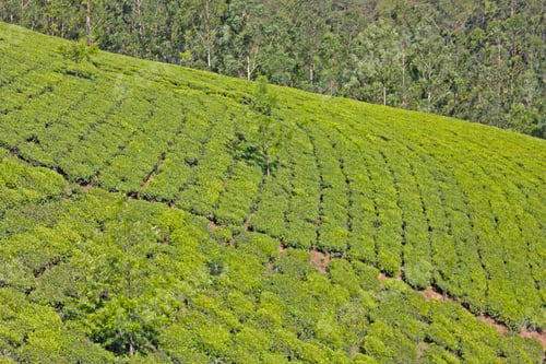 Preview: Mountains And Tea Plantations. Munnar, Kerala, India