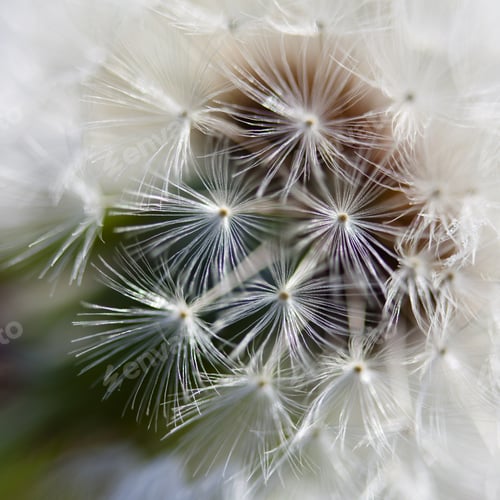 Preview: Dandelion Inside,Macro Photography