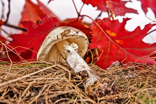 Preview: Autumn Background With Leafes And Mushrooms