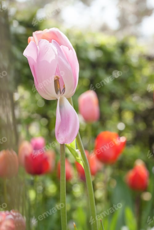 Preview: Colorful Tulips In The Park.