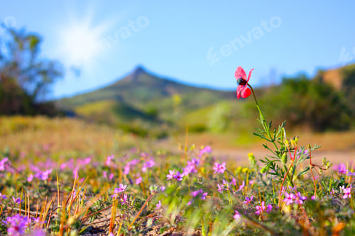 Preview: Wild Flowers In Crimea Mountains Taken In May
