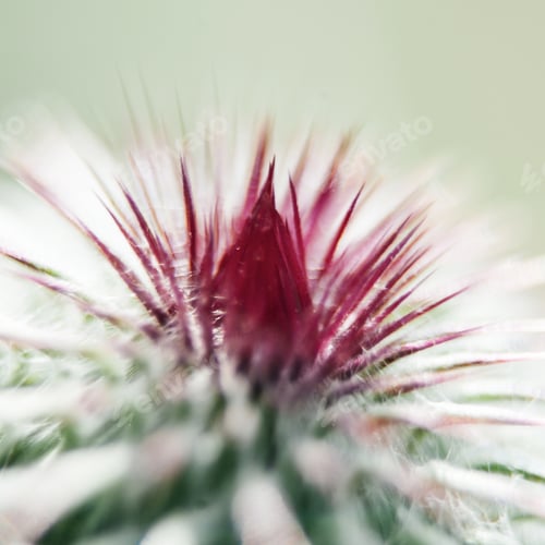 Preview: Closeup Of A Milk Thistle Flower