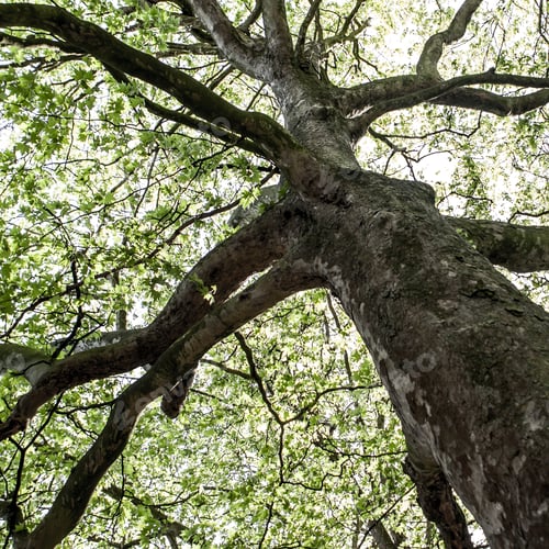 Preview: Green Natural Background Of Trees In Summer