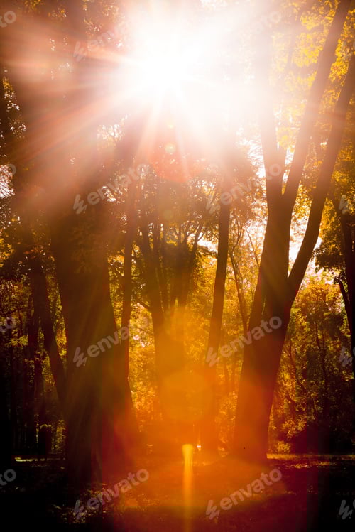 Preview: Golden Leaves On Branch, Autumn Wood With Sun Rays, Beautiful Landscape