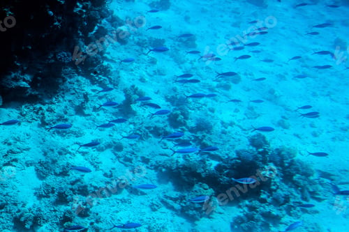Preview: Underwater Life Of The Red Sea,, - Fishes And Carals, Egypt