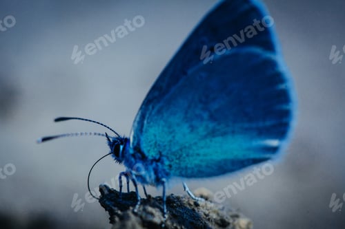Preview: Karner Blue Butterfly (Polyommatus Icarus) Macro.