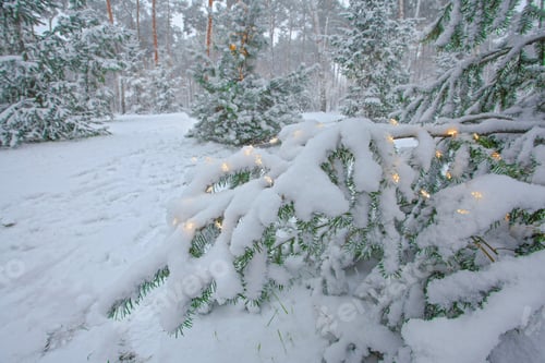 Preview: Christmas Lights And Snowflakes On The Decorated Fir-Tree In Winter Park