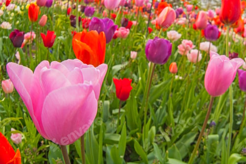 Preview: Colorful Tulips. Tulips In Spring,Colourful Tulip