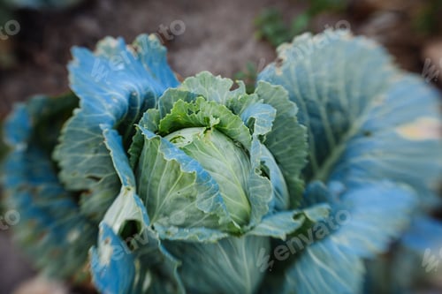Preview: Cabbage In The Garden,Fresh Kitchen Garden Cabbage