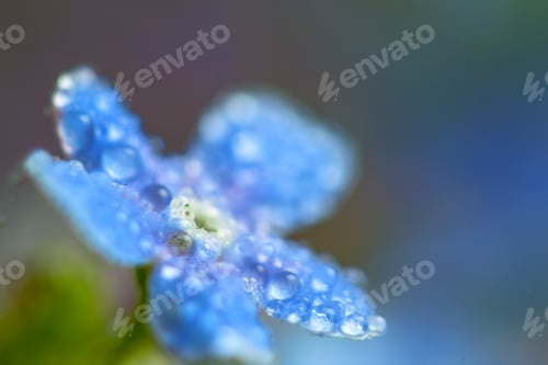 Preview: A Bunch Of Forget Me Nots With Morning Dew Drops