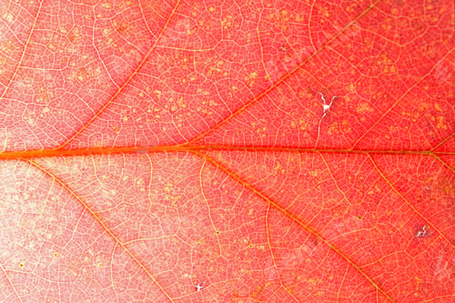 Preview: Creative Background With Leaf Pattern