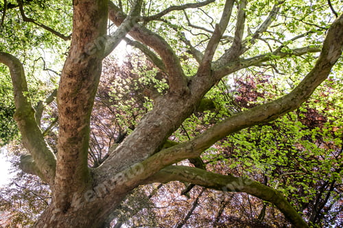 Preview: Green Natural Background Of Trees In Summer