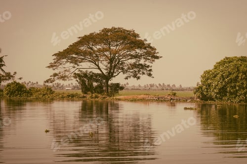 Preview: Palm Trees Taken On The Backwaters Of Kerala, India
